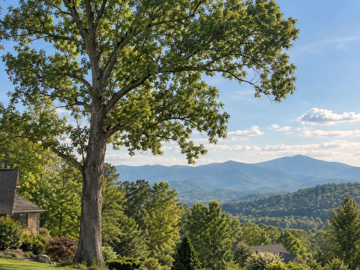 A tall tree overlooking the mountain landscape.